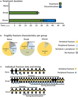 Elevated Bone Hardness Under Denosumab Treatment, With Persisting Lower Osteocyte Viability During Discontinuation